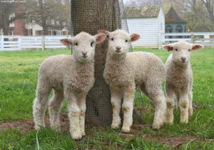 Sheep are taking over DOG Street – Names Needed!