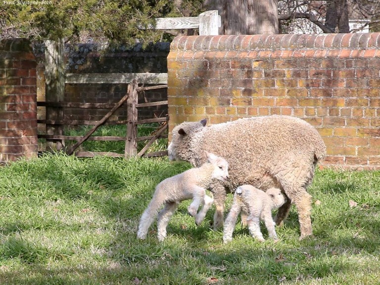 Lamb Cam at Colonial Williamsburg