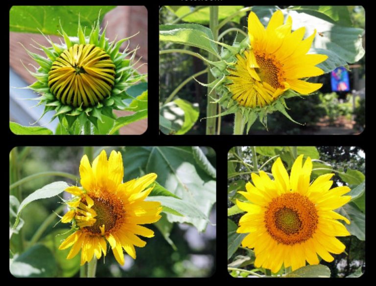 Sunflowers, a Native American Beauty