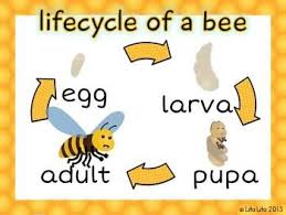 bee cycle