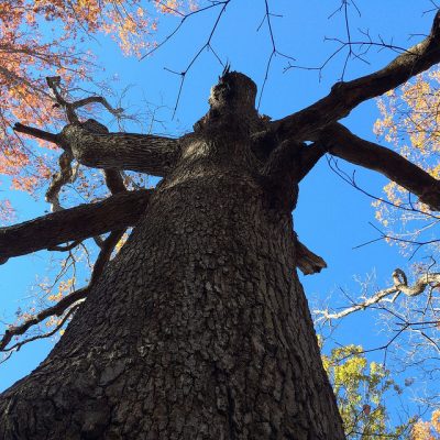 Falling in Silence by John Gresham, York River State Park Ranger