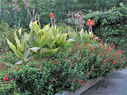 Williamsburg Botanical Garden “Honor Box” Ongoing Plant Sale