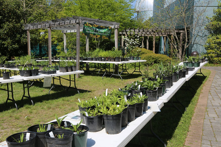 Annual Native Fall Plant Sale at Virginia Living Museum in September