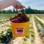 Strawberry picking at Holly Fork Farm