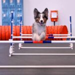Zoom Room Williamsburg's Dog Training Classes & Workshops!