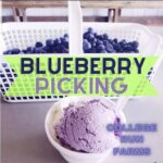 blueberry-picking