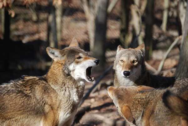 red-wolf-week-at-virginia-living-museum