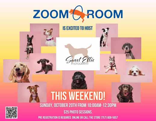 sweet-ellie-pet-photography-zoom-room-williamsburg